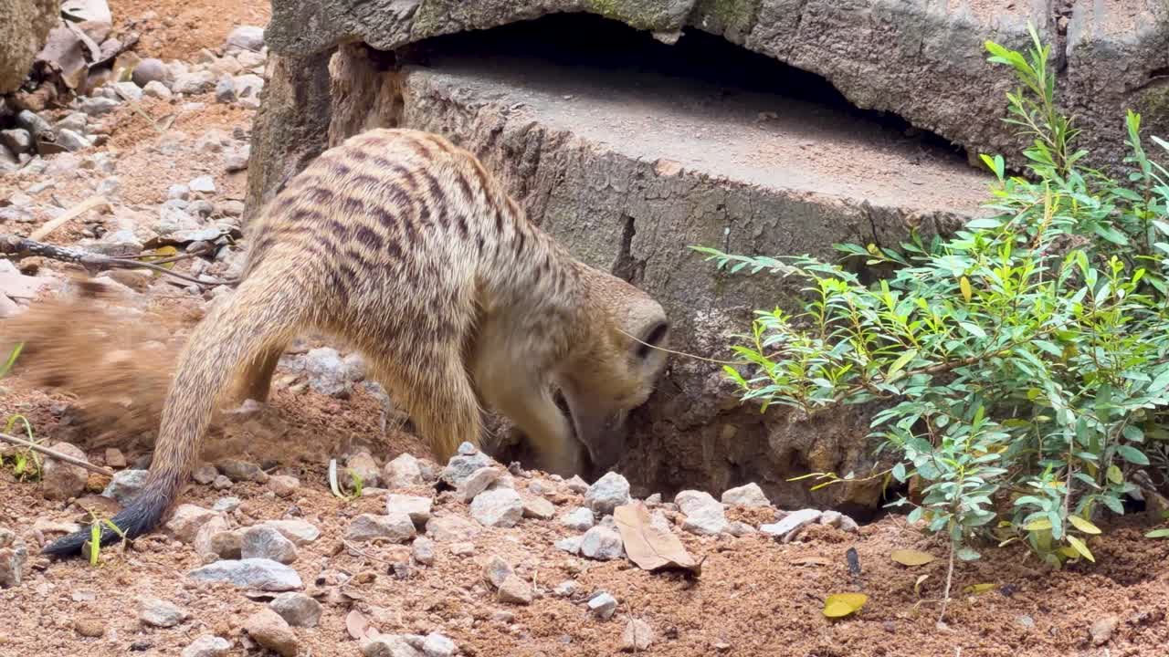Un suricato scava e cerca attivamente cibo nel terreno arido vicino all'ingresso di una tana rocciosa