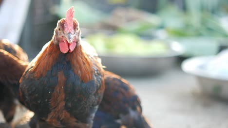 rooster in a market