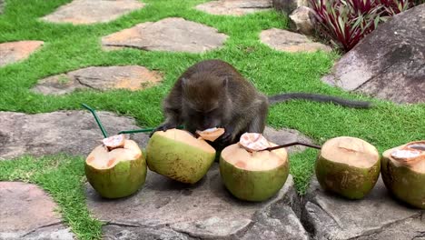 monkey eating left-over green coconuts in thailand