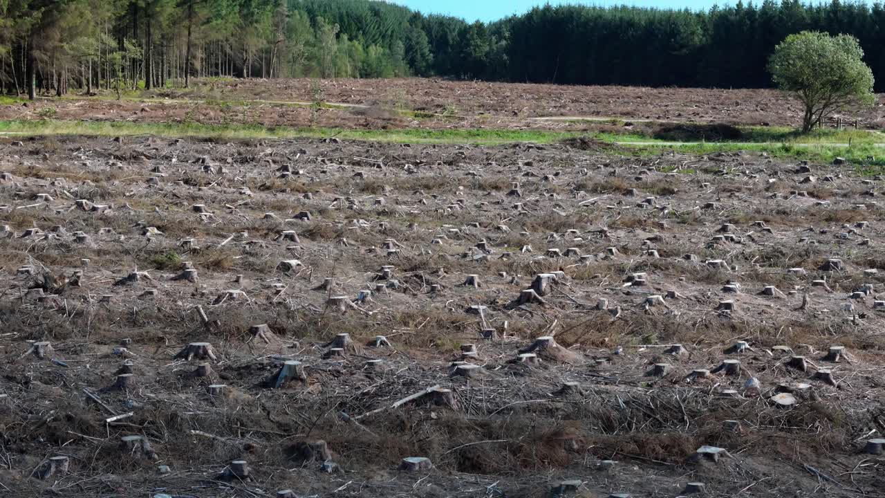 나무가 잘라지고 나무 줄기가 잘라진 숲에서 벌목된 땅과 산림 벌채의 드론 영상을 공개합니다.
