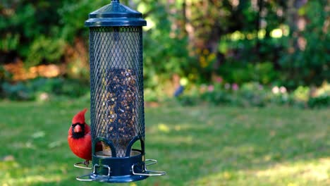 Witness-Northern-Cardinals,-finches,-sparrows,-and-more-wild-birds-flock-to-a-seed-filled-birdfeeder-in-a-tranquil-green-backdrop