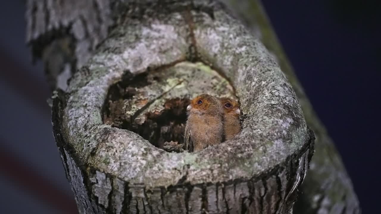 los búhos están anidando en un árbol hueco - de cerca