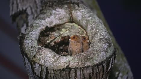 drowsy sunda scops owls are nesting in a tree hollow - close up