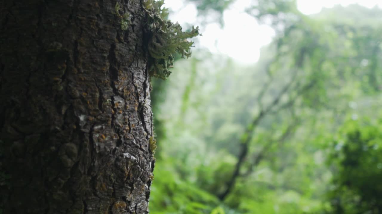 Close-up of a tree trunk covered in lichen in a forest