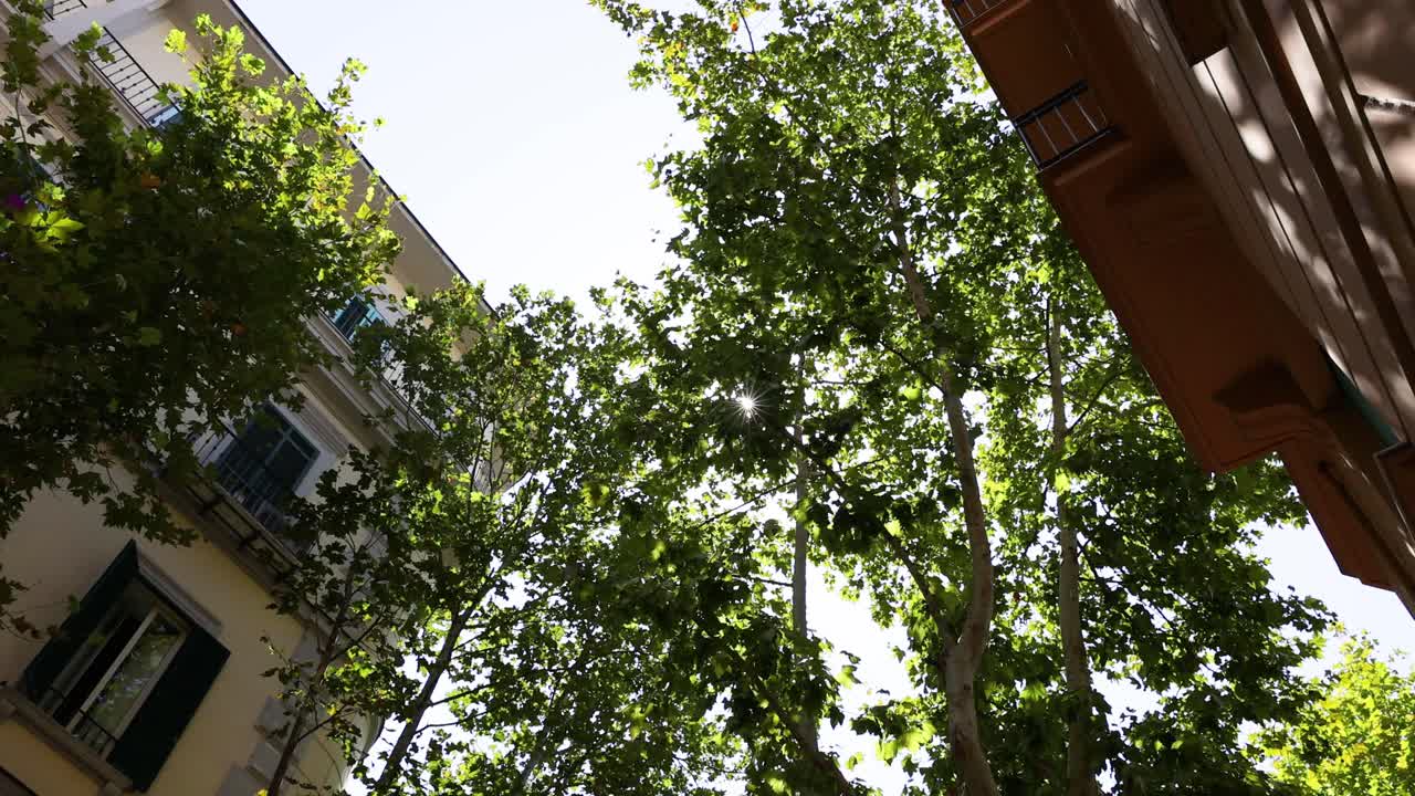 Sunlight filtering through trees in Naples, Italy