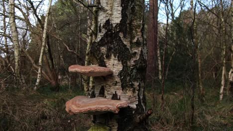 Birkenklammerpilze-Auf-Einer-Silbernen-Birke-Im-Wald-Im-Herbst,-England