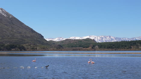 black duck running on water flapping wings rapidly, landing on lake, beautiful snow capped mountain range in background, argentina