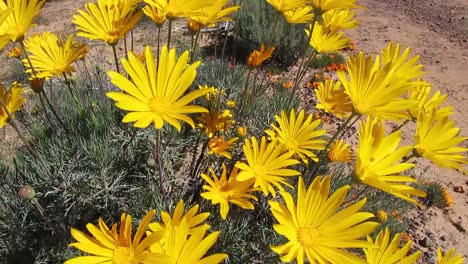 Sommergänseblümchen-In-Den-Bergen