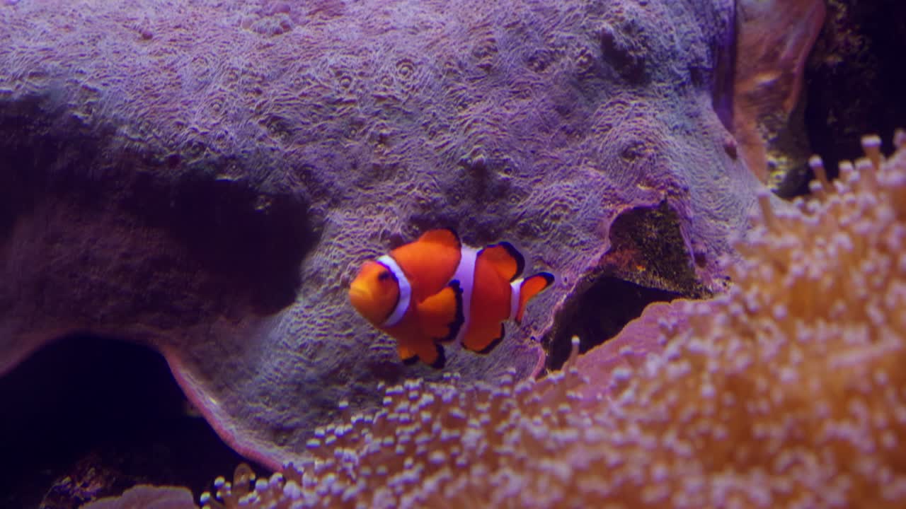A colorful clownfish explores its coral habitat showcasing vibrant underwater life.