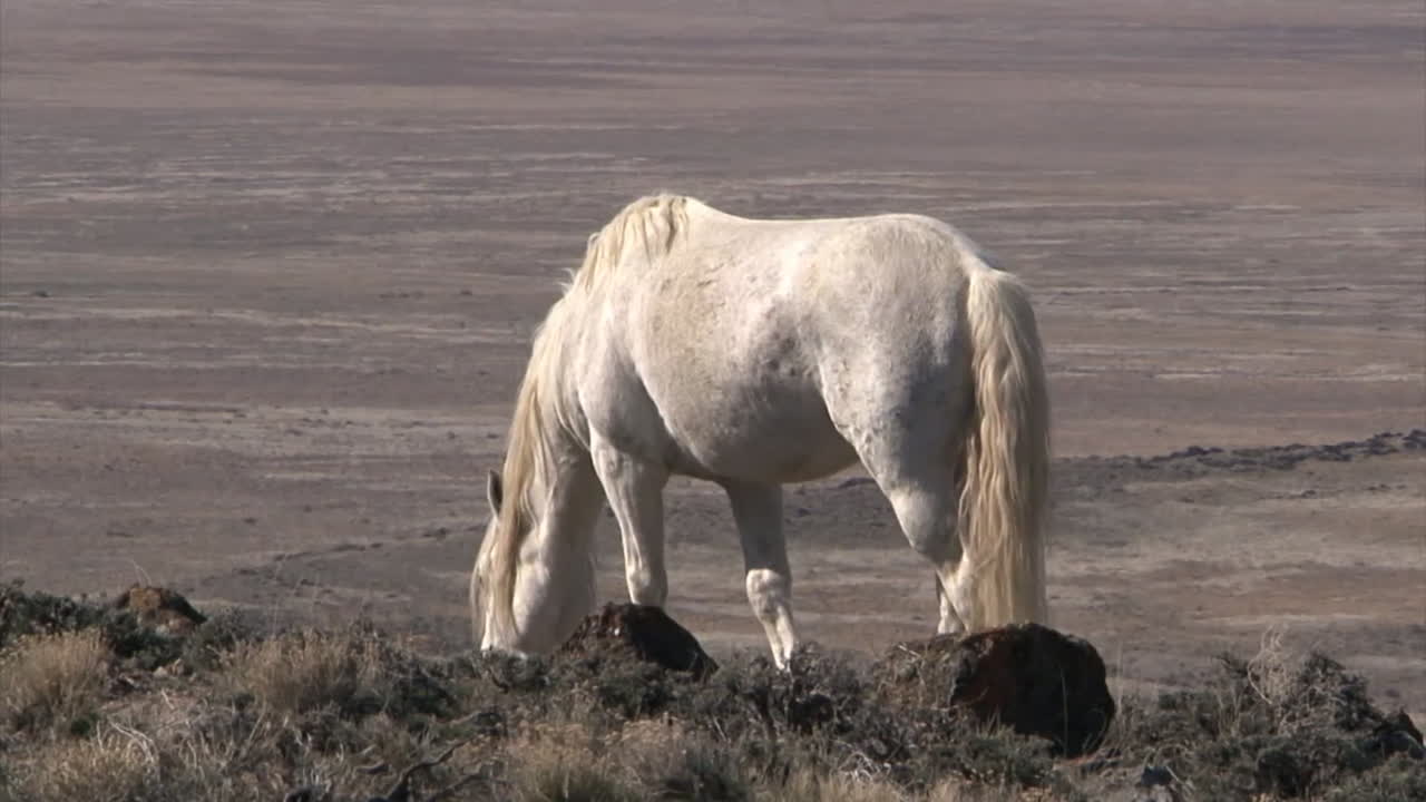 Cavalos selvagens pastam em pastagens abertas nos estados ocidentais 1
