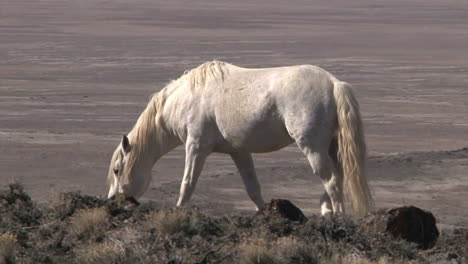 wild horses graze in open rangeland in the western states 1