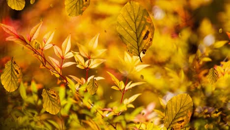 animation of leaves falling over autumn scenery