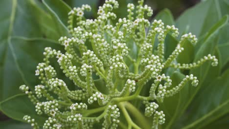 Green-and-white-flower-buds-swaying-slowly-in-breeze,-Fiji-Island,-static-4K