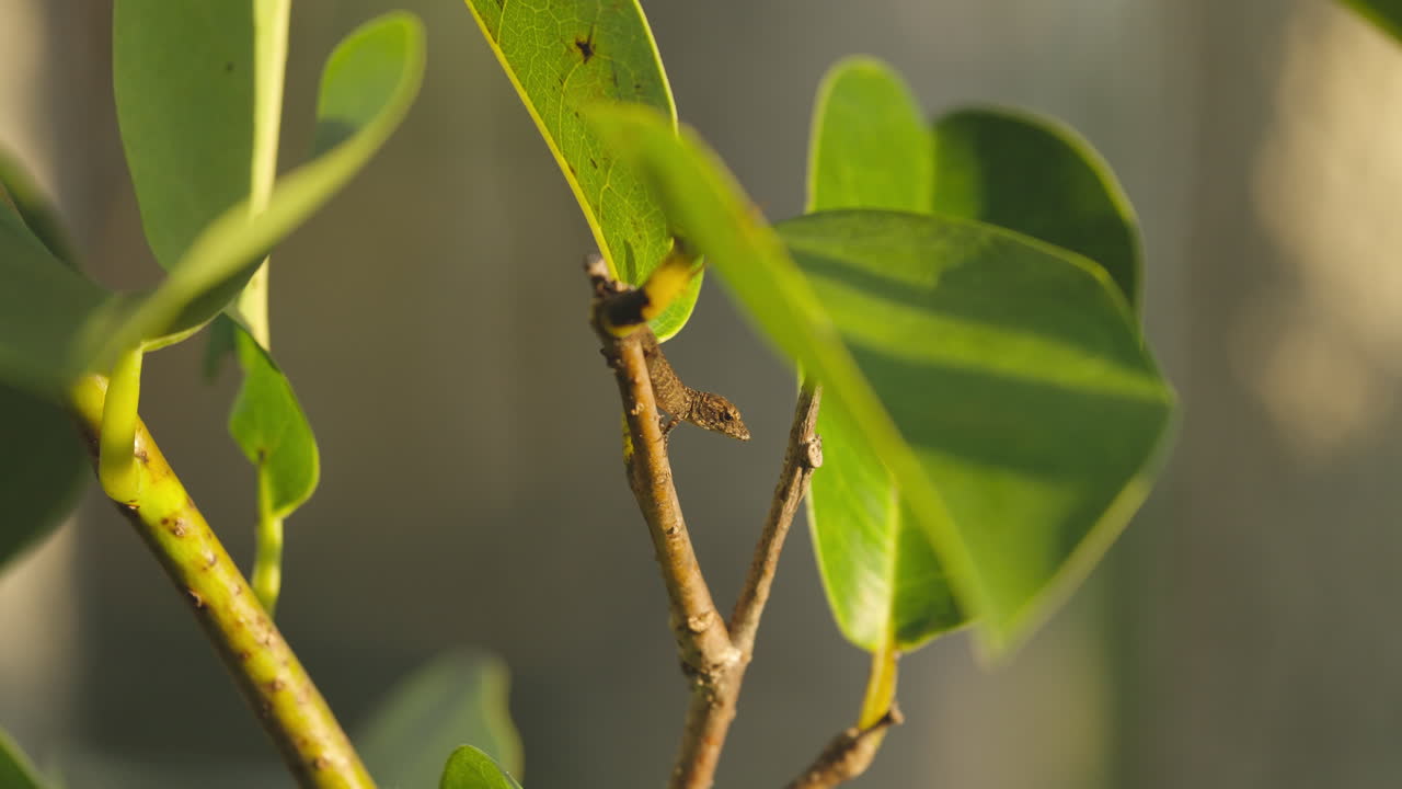 Brown Anole Lizard in Tree