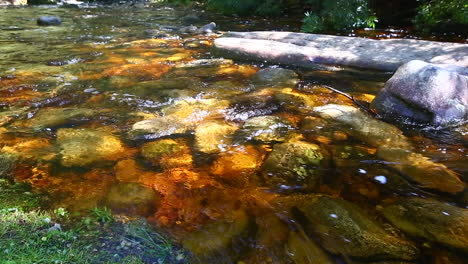los vapores suaves y silenciosos que corren a través de la sección goudveld del bosque de knysna