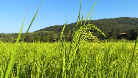 fix frame rice paddy farm field seedling in spring season seed in summer harvest in autumn green leave vertical stem vegetable food flora species hill mountain in background iran natural landscape