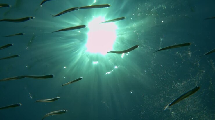 Close up underwater view of fish group swimming under surface of clear seawater with sunbeams over sea water surface
