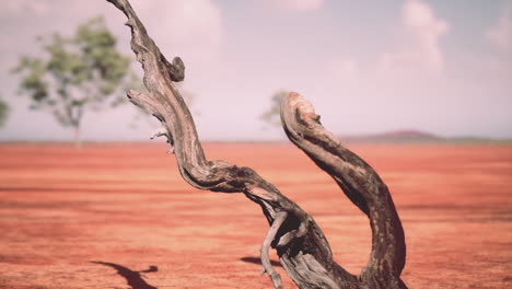 Dry landscape of grassland and trees on winter