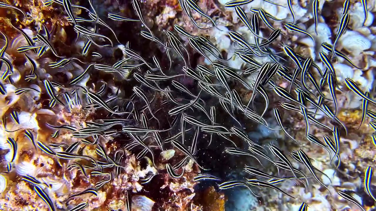 Large school of juvenile striped eel catfish swimming over a coral reef in Philippines
