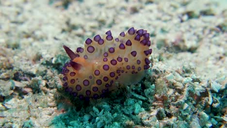 purple tipped janolus nudibranch sea slug sways in strong water current