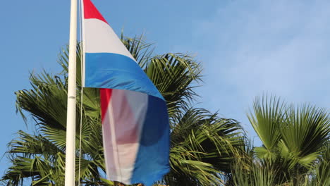 flag of netherlands blowing in wind on clear day, palm trees in background