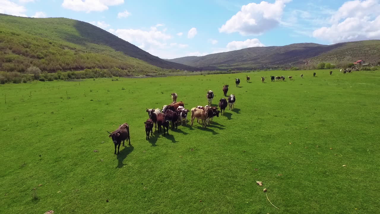 Aerial view of cows herding and running on green field. 50FPS