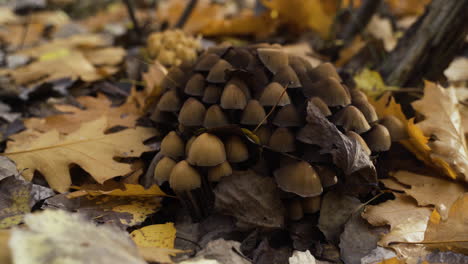 mushrooms in the forest