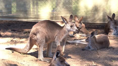 Mob-of-grey-eastern-kangaroos,-macropus-giganteus-lying-on-the-ground-with-one-standing-and-wondering-around-the-surrounding-environment,-close-up-shot-of-Australian-native-animal-species