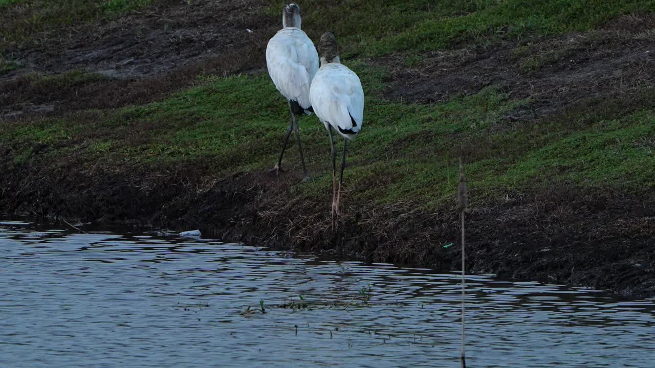 Two wood storks walking along a lake shore