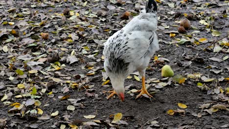 hermoso gallo joven en busca de comida afuera en el pasto.