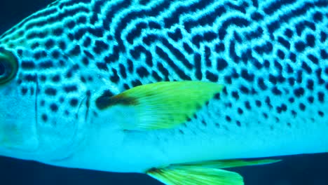 Aquarium-fish-in-water-close-up