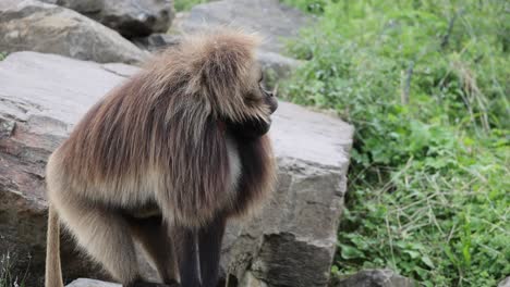 close up shot of hairy gelada monkey climbing in rocks in wilderness, tracking shot