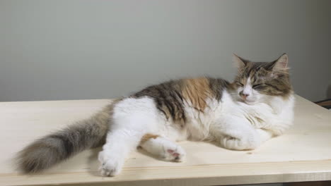 Sliding-wide-shot-of-beautiful-and-calm-calico,-tabico-cat-peacefully-sleeping-and-slowly-breathing