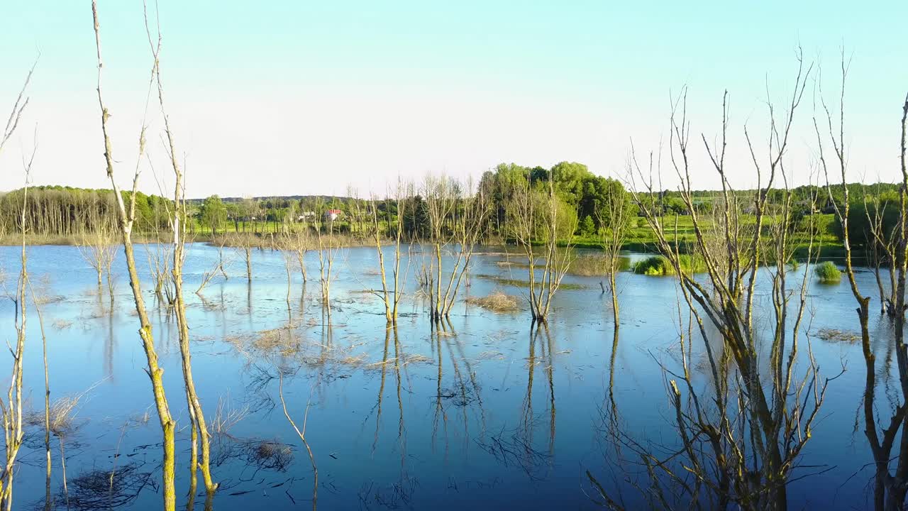 Concept Of Climate Change And Global Warming. Dead trees under evening sunset sky at nature landscape