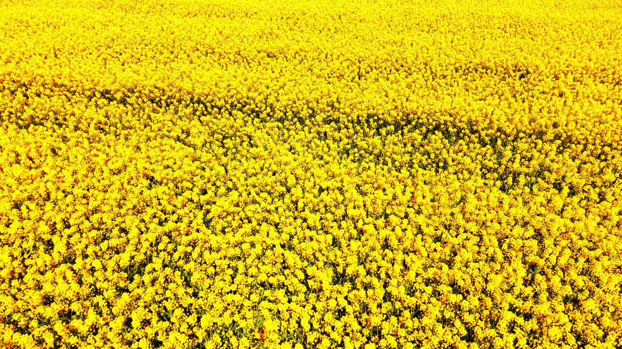 Luftfoto af et tæt hav af blomstrende gule rapsblomster, der skaber en levende, tekstureret naturlig baggrund. Nærbillede af blomstrende gule rapsblomster.