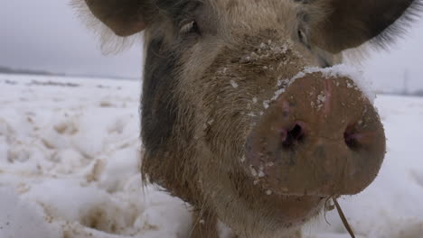 portrait close up of cute wool pig eating outdoors during snowy day in winter