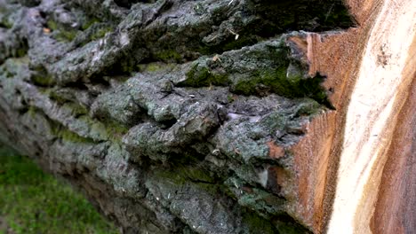 felled tree in forest. cross section of tree trunk.