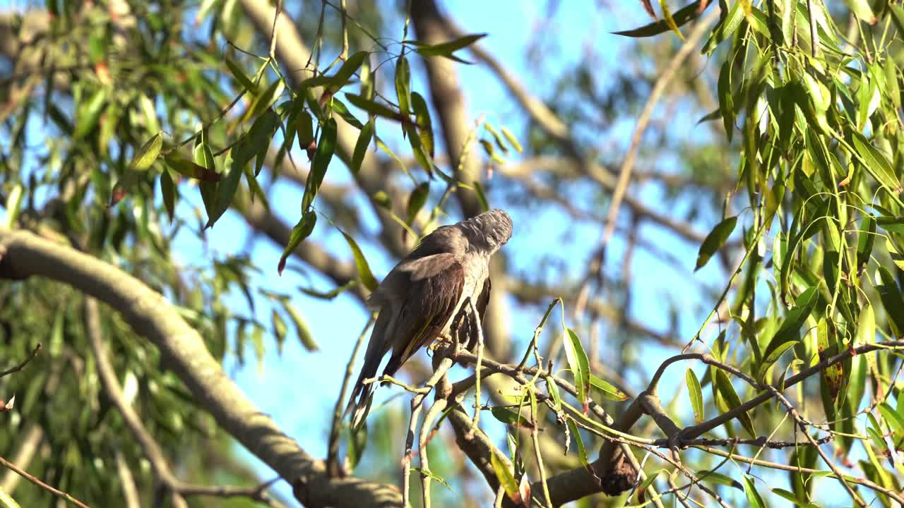 minero ruidoso adulto, manorina melanocephala posado en la rama de un árbol, balanceándose en el viento, acicalándose y arreglando sus plumas en un día soleado, tiro de cerca
