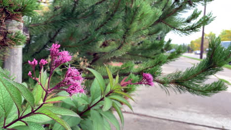 Pink-flowers-in-a-side-walk