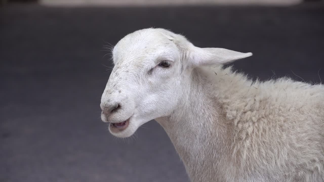 농장 에서  양 들 이 는 것