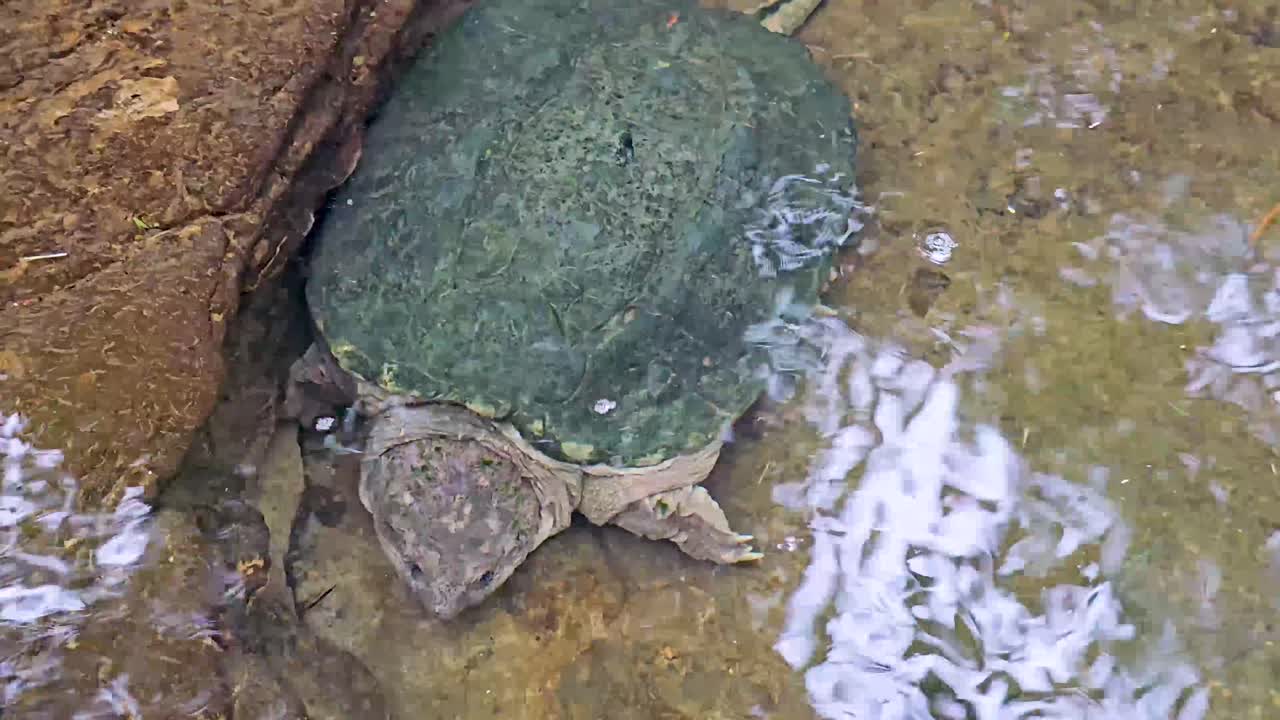 Handheld video of a Common Snapping Turtle Chelydra serpentina under water. The turtle is sitting under very clear water.