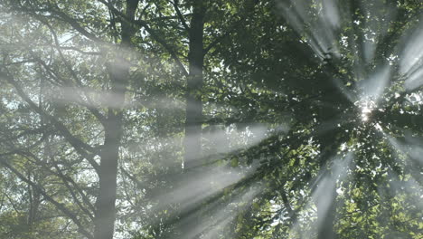 trees forest with mist fog and sunrays