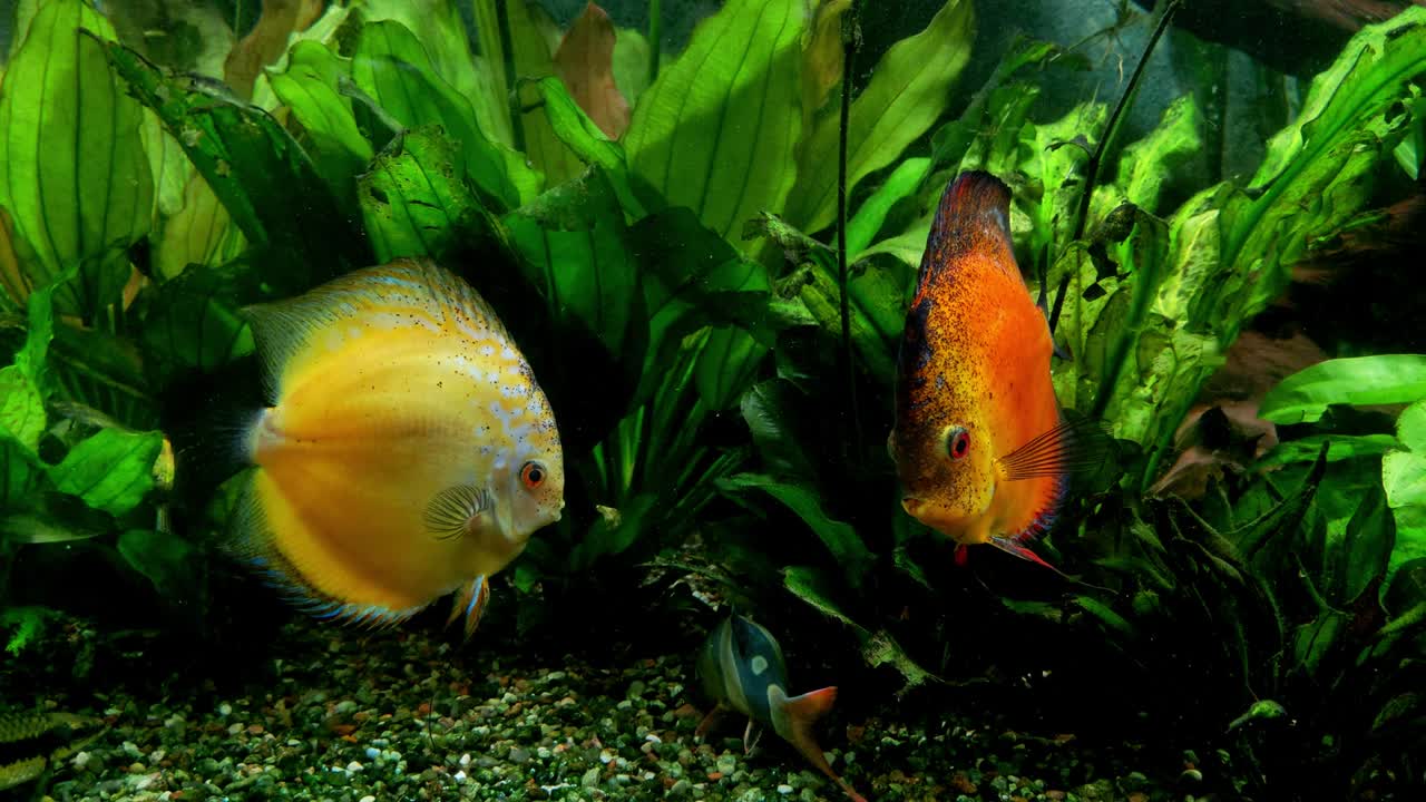 Pesci luminosi e belli nuotano nell'acquario di casa.