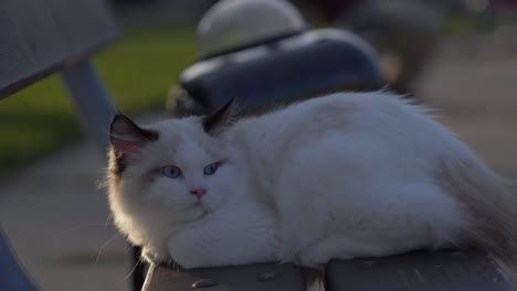 Weiße-Katze-Ruht-Auf-Parkholzbank,-Sonnenuntergangsharmonie