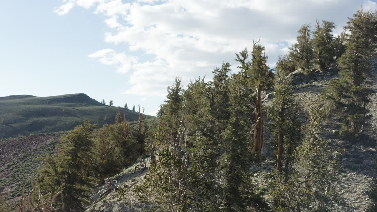 la cámara se mueve en círculo para capturar la vista del bosque de pinos de bristlecone, california, ee.