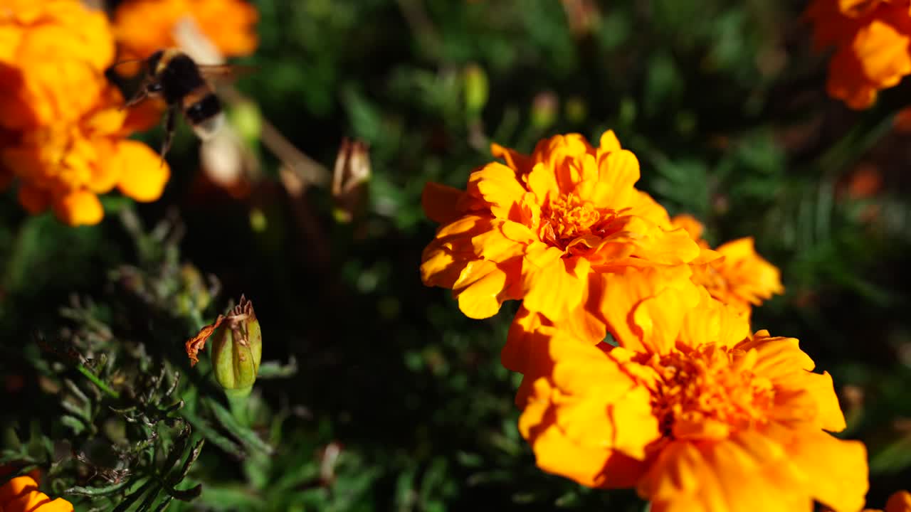 Fiori primaverili gialli in fiore. Giardino fiorito con fiori gialli.