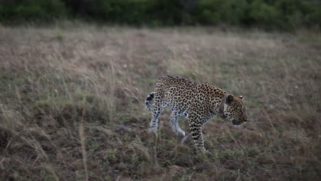 Queen-Elizabeth-National-Park-spotted-leopard-laying-on-the-grassland-in-the-wind,-Uganda