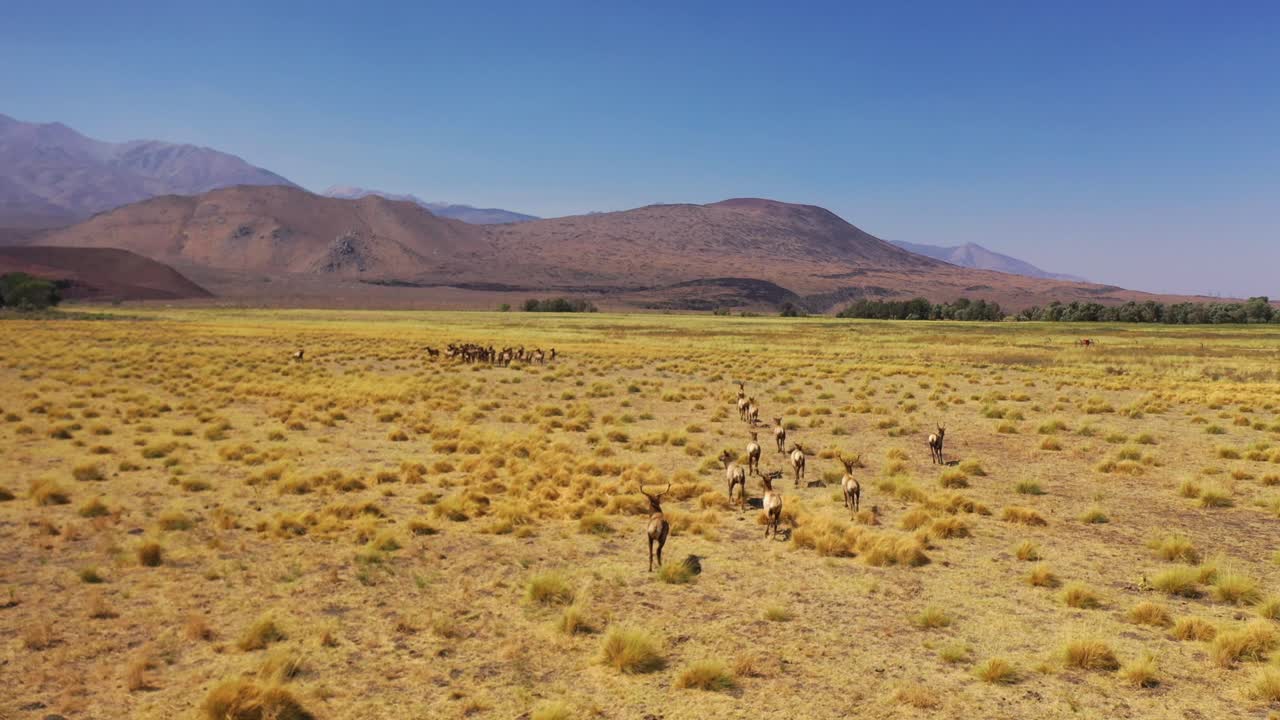 Aerial Over A Beautiful Herd Of California Elk Or Mule Deer Running In Fields In The Eastern Sierra Nevada Mountains Near Lone Pine, California