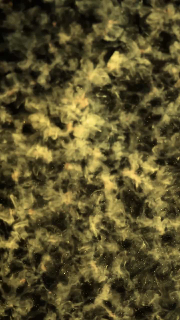 Fluido Scuro Astratto che Vortica con Particelle Dorate Luminose