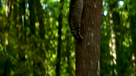 Wildkatzen-In-Einem-Belgischen-Wald-In-Den-Ardennen